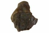 Fossil Ankylosaur Tooth - Montana #108130-1